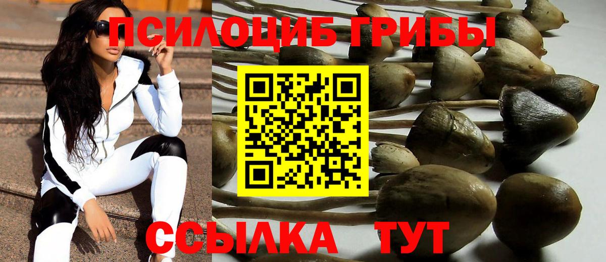 купить  цена  Рославль  Псилоцибиновые грибы Psilocybe 